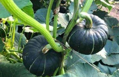 吃瓜网红赵一菲是谁啊,她是如何成为网络红人的？